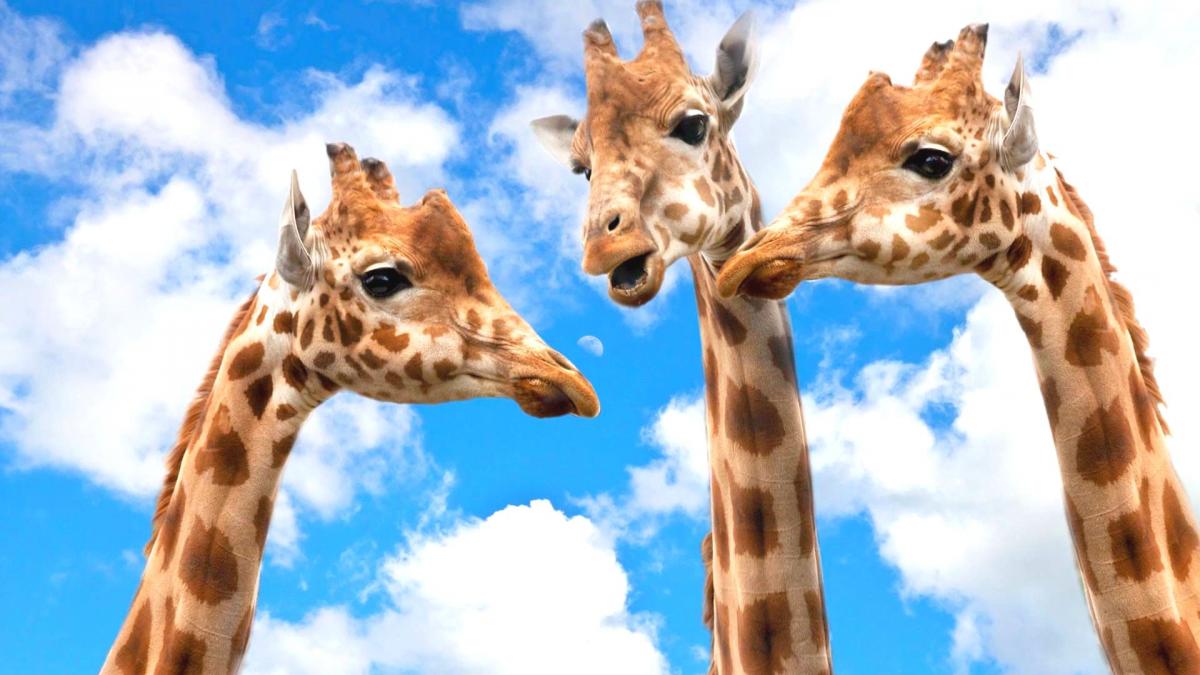 Bild mit drei Giraffen beim Sprechen vor blauem Himmel mit schönen Wolken
